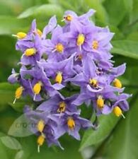 Solanum crispum climbing for sale  MARCH