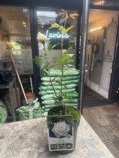 White potted garden for sale  ALDERLEY EDGE