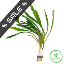 Cryptocoryne spiralis spiralig gebraucht kaufen  Neustadt/Dosse