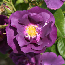Rose rhapsody blue for sale  PETERBOROUGH