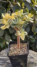 Crassula ALBA, używany na sprzedaż  PL