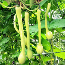 Tromboncino squash seeds for sale  Pittsburgh