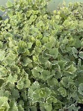 Trailing nepeta variegated for sale  STAFFORD