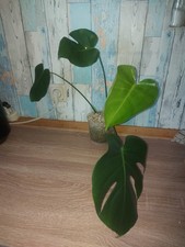 Monstera sport vergrünt gebraucht kaufen  Osterhofen