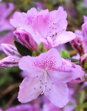 Rhododendron ptusum japanische gebraucht kaufen  Uplengen