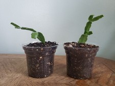 Two christmas cactus for sale  Louisville