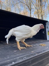 Cornish game hen for sale  Ridgewood