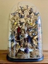 victorian taxidermy birds for sale  WHITCHURCH