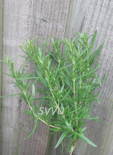 rosemary plant for sale  CROYDON