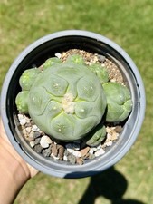 Ariocarpus rare cactus for sale  Fayetteville