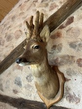 Gorgeous taxidermy roe for sale  SHREWSBURY