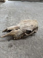 Real old steer for sale  Dickson