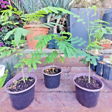 Albizia julibrissin mimosa usato  Imperia
