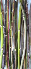 Willow cuttings. mixed for sale  TRURO