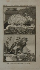 1748 coniglio angora usato  Perugia