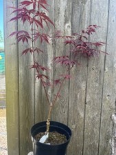 Japanese maple acer for sale  CHORLEY
