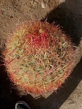 Beautiful rare big for sale  Twentynine Palms