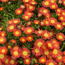 Delosperma suntropics red for sale  LLANDYSUL