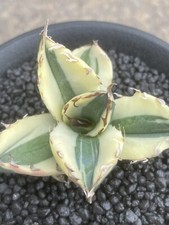 Rare agave titanota for sale  SHEFFIELD