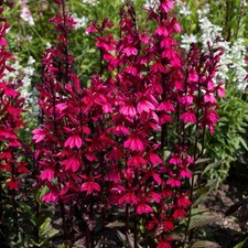 Lobelia starship rose for sale  UK