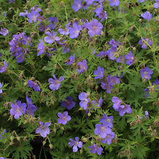 Storchschnabel geranium johnso gebraucht kaufen  Mönchengladbach