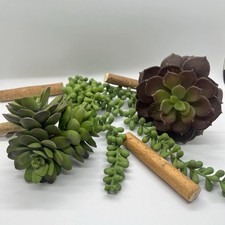 Artificial color succulent for sale  Show Low