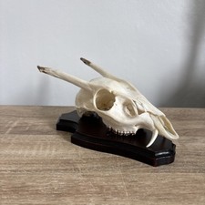 Muntjac skull taxidermy for sale  STANLEY