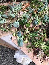 Assorted succulent cuttings for sale  Temecula