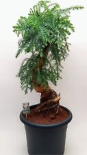 Araucaria cunninghamii bonsai for sale  SOUTHAMPTON