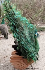 Mixed group peacock for sale  Spring Hill