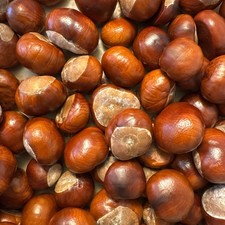 100 conkers horse for sale  WISBECH