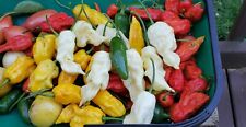 Heirloom pepper seeds for sale  Newcomerstown