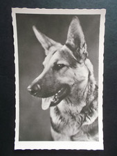 Hund 50er jahre gebraucht kaufen  Werneuchen