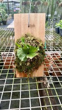 Established staghorn fern for sale  Miami