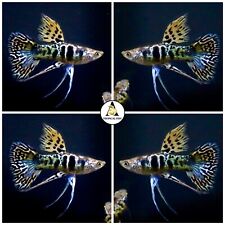 Pair premium live for sale  Houston