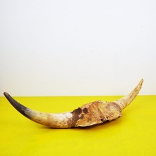 Cranio corna animale usato Cranio corna animale usato  Ferrara
