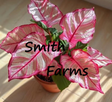 Seeds pink edged for sale  Spring City