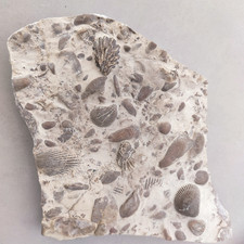 Muschelkalk meeresboden divers gebraucht kaufen  Öhringen