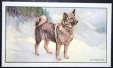 Elkhound vintage 1936 for sale  DERBY