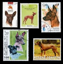 Hairless dog breeds for sale  UK