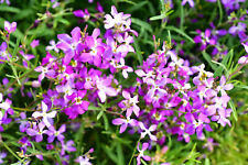 3000 evening scented for sale  Saint Augustine