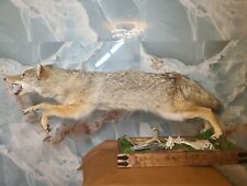 bobcat taxidermy for sale  Hialeah