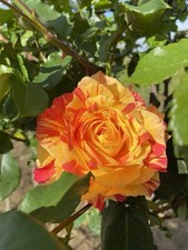 Splash striped floribunda for sale  SPALDING