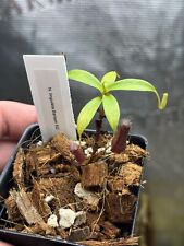 Nepenthes lingulata rare for sale  Rehoboth