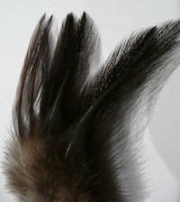 Plumes coq leon d'occasion  Quetigny