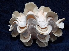 clam for sale clam for sale Imperial Beach
