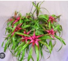Neoregelia pink spider for sale  USA