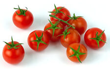Pomodoro ciliegia nano usato  Napoli