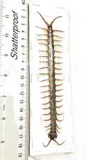 Centipede asian. scolopendra. for sale Centipede asian. scolopendra. for sale  LLANELLI