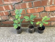 English oak tree for sale  UK